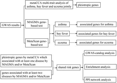 Identifying Shared Risk Genes for Asthma, Hay Fever, and Eczema by Multi-Trait and Multiomic Association Analyses